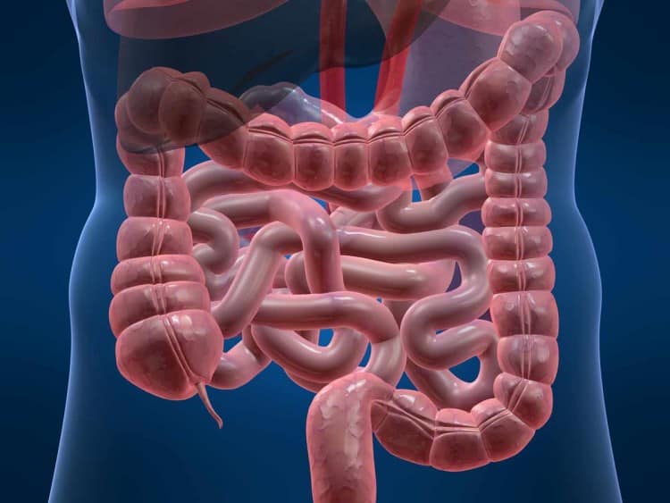 Understanding Small Intestine Bacterial Overgrowth – Part 1